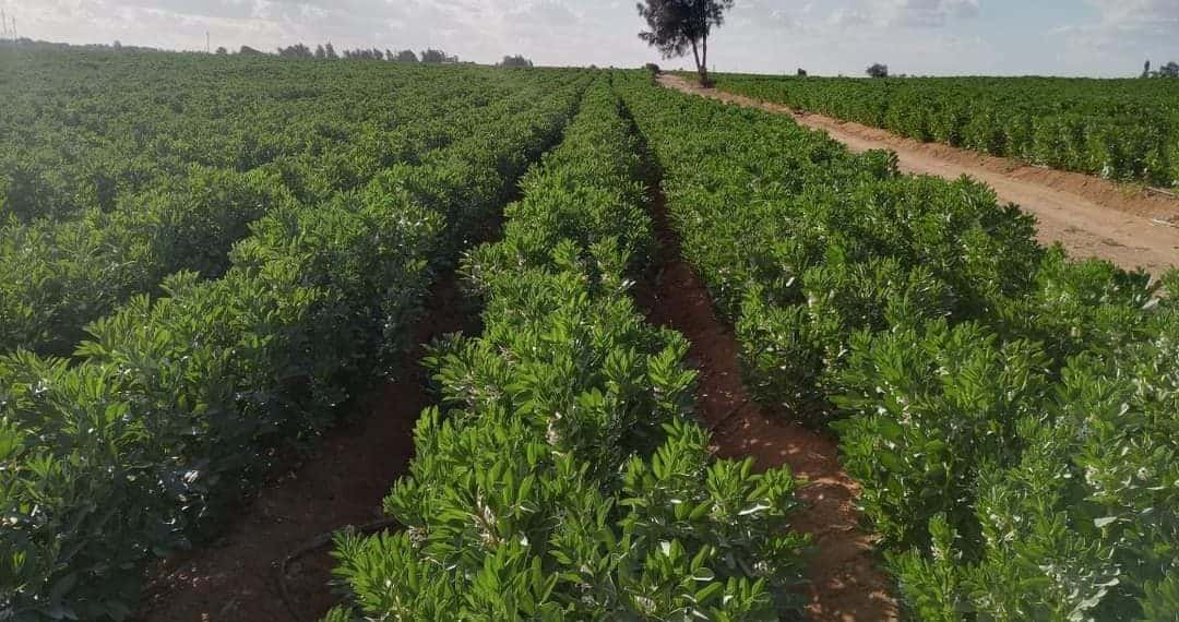 أمين بوزيان