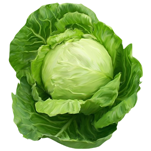 كرنب / ملفوف