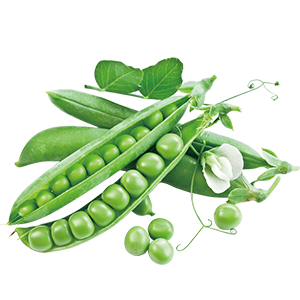 بسلة / بازيلا