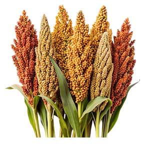 سورجم (ذرة حلوة علفية)